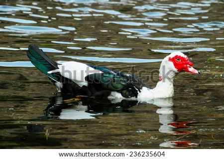 Muscovy Duck Swimming in a Black Water Lake
