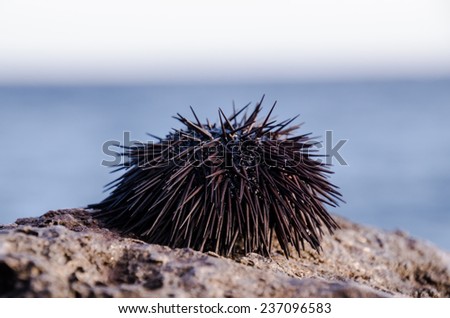 Sea Urchin on Rock Near Ocean Background