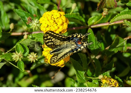 Monarch Butterfly Danaus plexippus on Yellow Garden Flowers During Autumn Migration