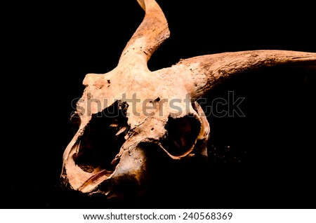 Dry Goat Skull with Big Horns on Black Background