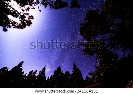 Stars in the Sky at Night over the Trees of a Pine Forest