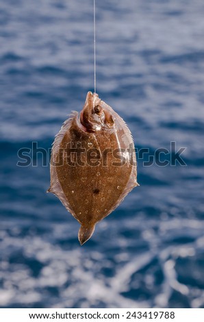 Whole Single Fresh Sole Fish Near The Ocean