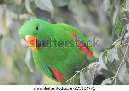 One Very Colored Parrot in a Park in Tenerife, Spain