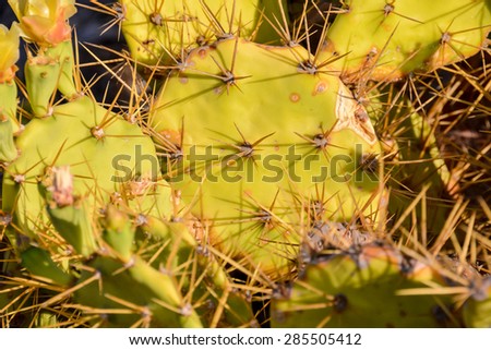 Green Prickly Pear Cactus Leaf in the Desert