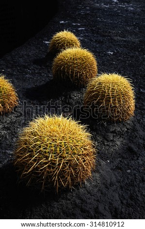 Round Succulent Plant Cactus Growing on an Asphalt Ground