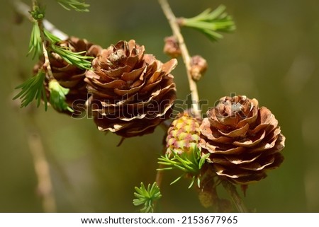 Larch ( Larix ) cones. Brown seed cones and young female developing cone on the natural background. Macro. Selective focus. Foto stock © 