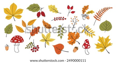 Autumn Leaves Collection. Seasonal elements for design. Hand drawn Maple leaf, fly agaric mushroom, acorn, rosehip. Fallen leaves. Botanical plant floral background. Foliage illustration