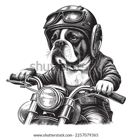 Hand Drawn Engraving Pen and Ink Dog Riding a Harley Davidson Vintage Vector Illustration