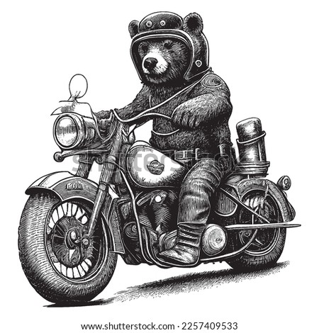 Hand Drawn Engraving Pen and Ink Bear Riding a Harley Davidson Vintage Vector Illustration