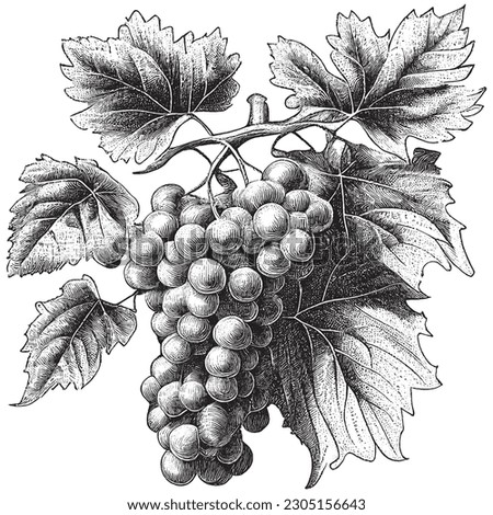 Hand Drawn Engraving Pen and Ink Grapes Vintage Vector Illustration