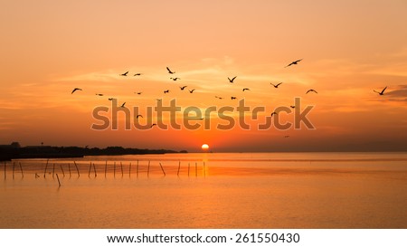 Seagulls fly to the sun