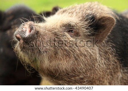 pot-bellied pig face