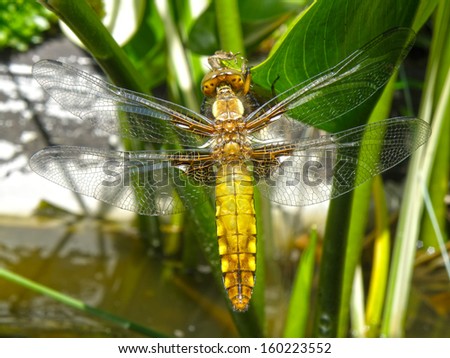 Macro closeup detail of dragon fly on green leaf. Outdoor background. Insect.