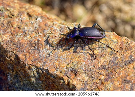 Macro detail of violet Ground Beetle Carabus violaceus on stone