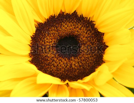macro detail of yellow sunflower - summer time is here