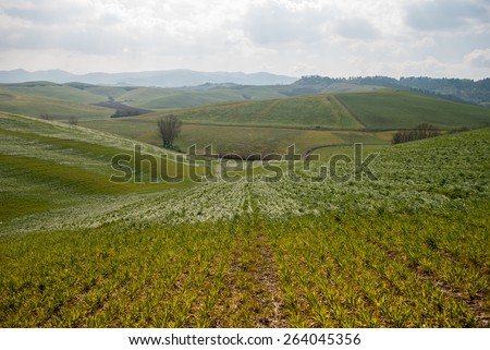 Tuscany, rural landscape on a cloudy day. Volterra, Italy, Europe.