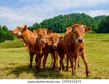 Similar – Image, Stock Photo young brown cow calf lies in the straw