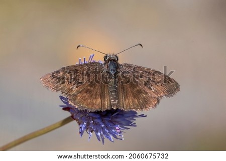 Day butterfly perched on flower, Erynnis tages Photo stock © 