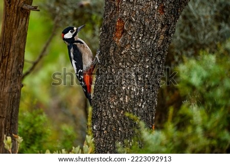 Similar – Image, Stock Photo Great spotted woodpecker on tree trunk