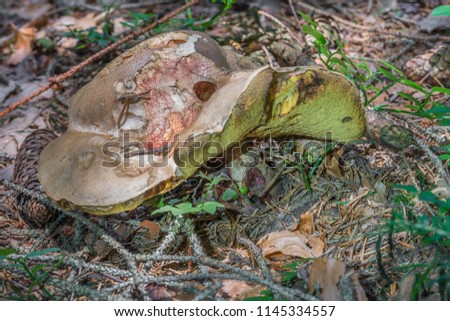 Similar – Image, Stock Photo Chestnut Röhrling Food