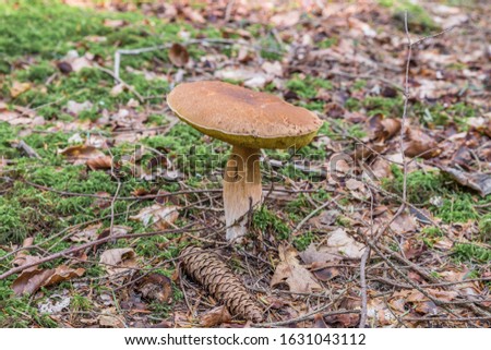 Similar – Image, Stock Photo Chestnut Röhrling Food