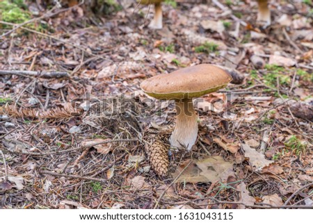 Similar – Image, Stock Photo Chestnut Röhrling Food