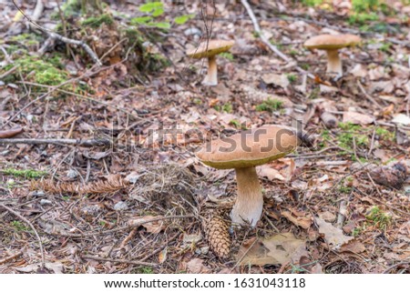 Similar – Image, Stock Photo Chestnut Röhrling Food