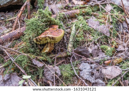 Similar – Image, Stock Photo Chestnut Röhrling Food