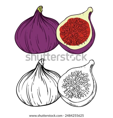 Hand drawn sketch linen figs black and white and color linen vector illustration on white background.