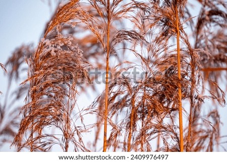 Similar – hoarfrost against the light