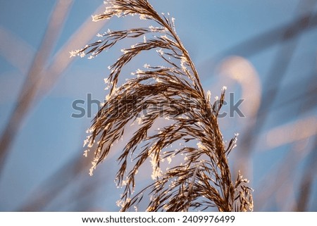 Similar – hoarfrost against the light