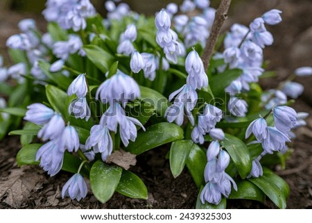 Similar – Image, Stock Photo scilla Meadow Flower
