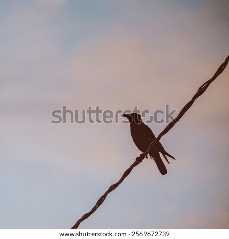 Similar – Image, Stock Photo A crow sits high up on one of two crossing wire ropes