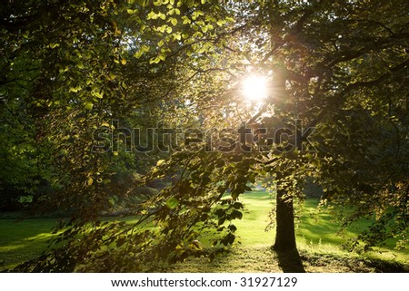 sun rays in a forest early in the morning