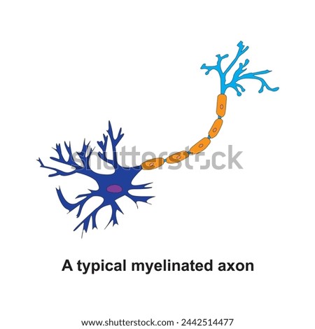 A typical myelinated axon A dissected human brain.  The components of a typical neurone: Nucleus,Dendrites,Cell body,Glial cells,Myelin,Axon terminal and Node of Ranvier.
A neuron has three main parts