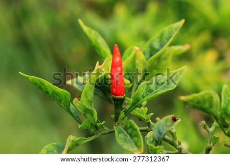 Bird\'s eye chili pepper red fruit on the plant (Capsicum frutescens aka Capsicum annuum).