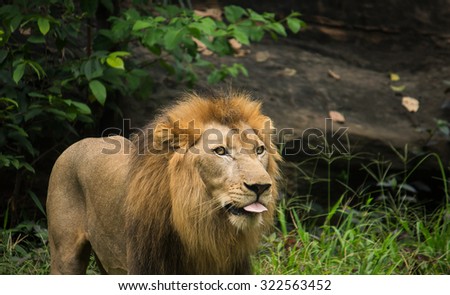 Lion staring and showing tongue in green forest, selective focus, wildlife animals.