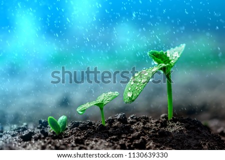 Vintage Seedling