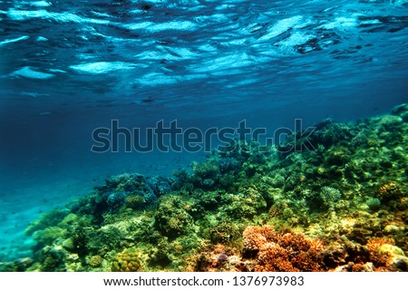 Underwater Coral