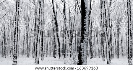 forest trees. nature snow wood backgrounds. panorama