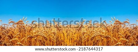 Similar – Image, Stock Photo ears in a cornfield spike