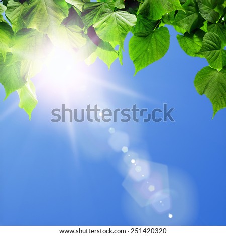 spring forest trees leaf. nature  green wood sunlight backgrounds.