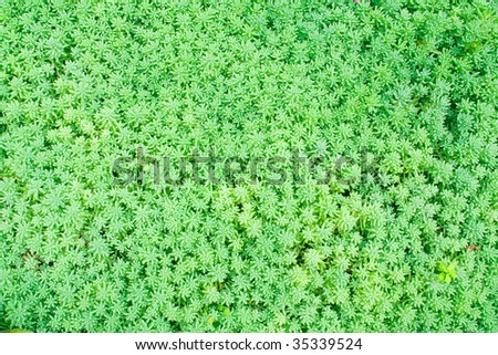 Green plant texture from a soccer field