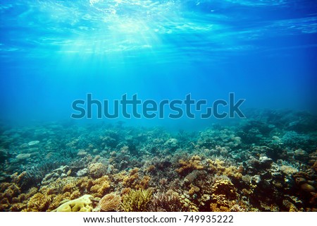 Underwater Coral