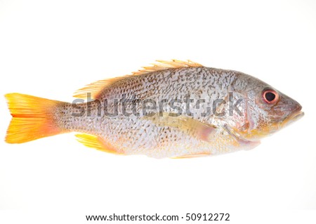 Live Fish On White Background