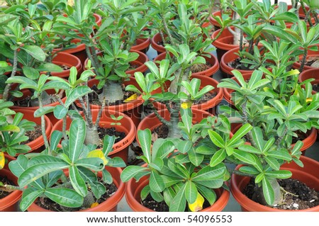 Potted Dessert Rose Plants In A Nursery
