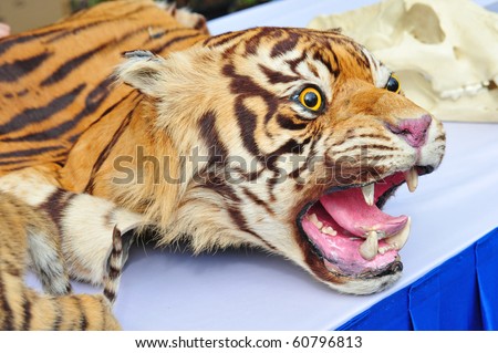 Real  Tiger Head With Skin On Display