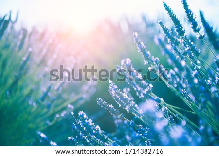Lavender flowers at sunset in Provence, France. Macro image, shallow depth of field. Beautiful flower background
