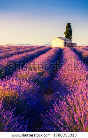 Small house with cypress tree in lavender fields at sunset near Valensole, Provence, France. Beautiful summer landscape.