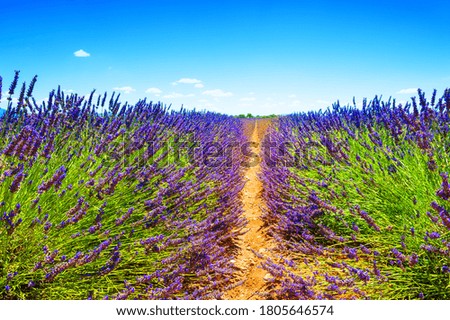 Lavender fields near Valensole, Provence, France. Beautiful summer landscape. Blooming lavender flowers